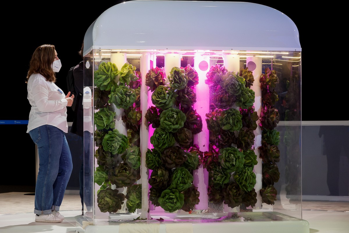 epa09310428 A staffer informs about the growth of vertical garden systems created by the Vertical Green company and Telefonica based in aeroponics using air to deliver nutrient-rich mist to the roots  ...