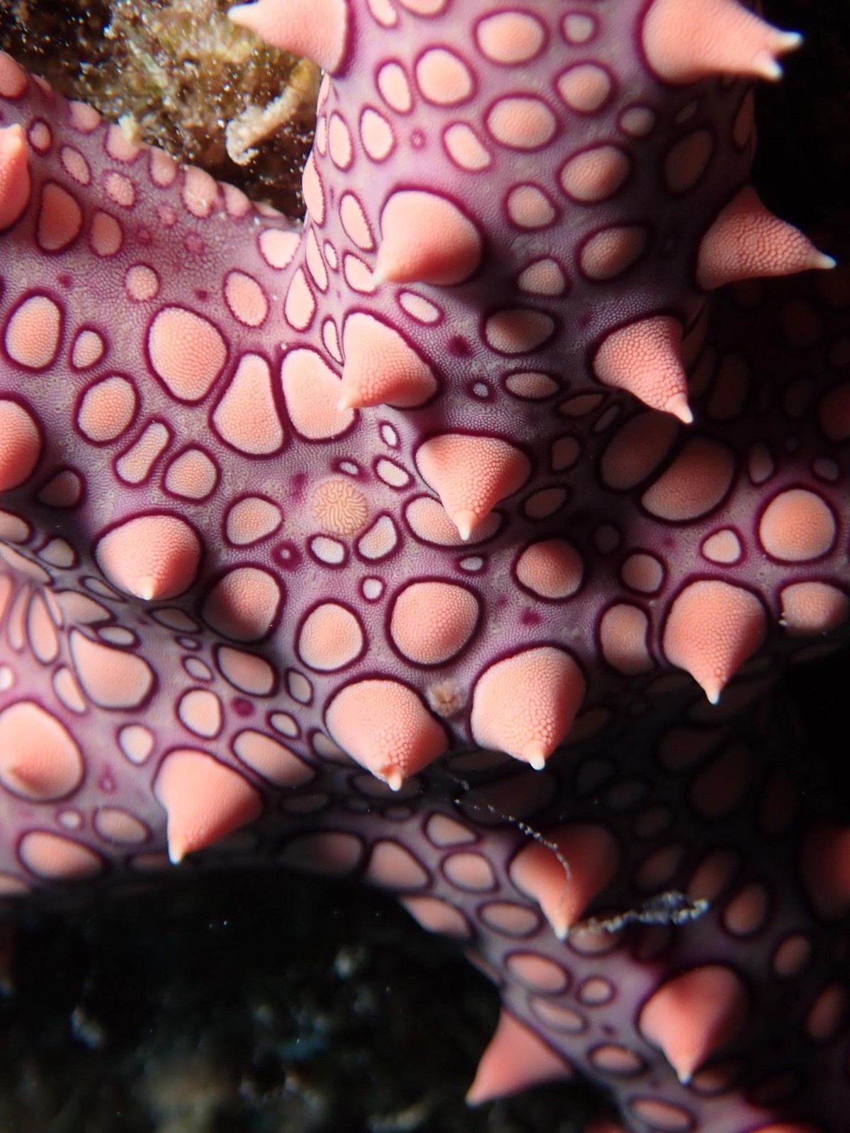 seestern

https://www.reddit.com/r/underwaterphotography/comments/1ikolwn/found_this_gorgeous_starfish_today/