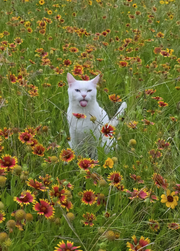 Cute News: Zunge der Woche von Katz
