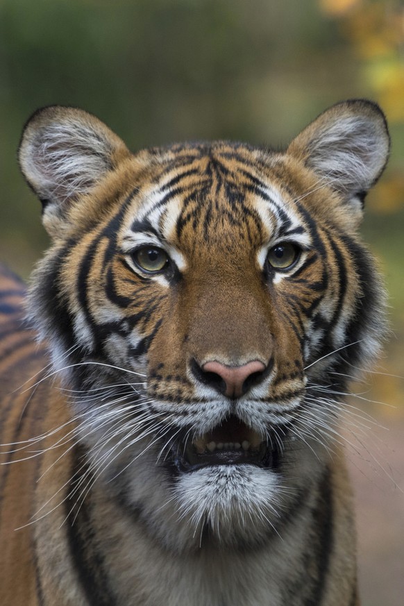 FILE- This undated file photo provided by the Wildlife Conservation Society shows Nadia, a Malayan tiger at the Bronx Zoo in New York. Nadia who contracted the coronavirus is continuing to get better, ...