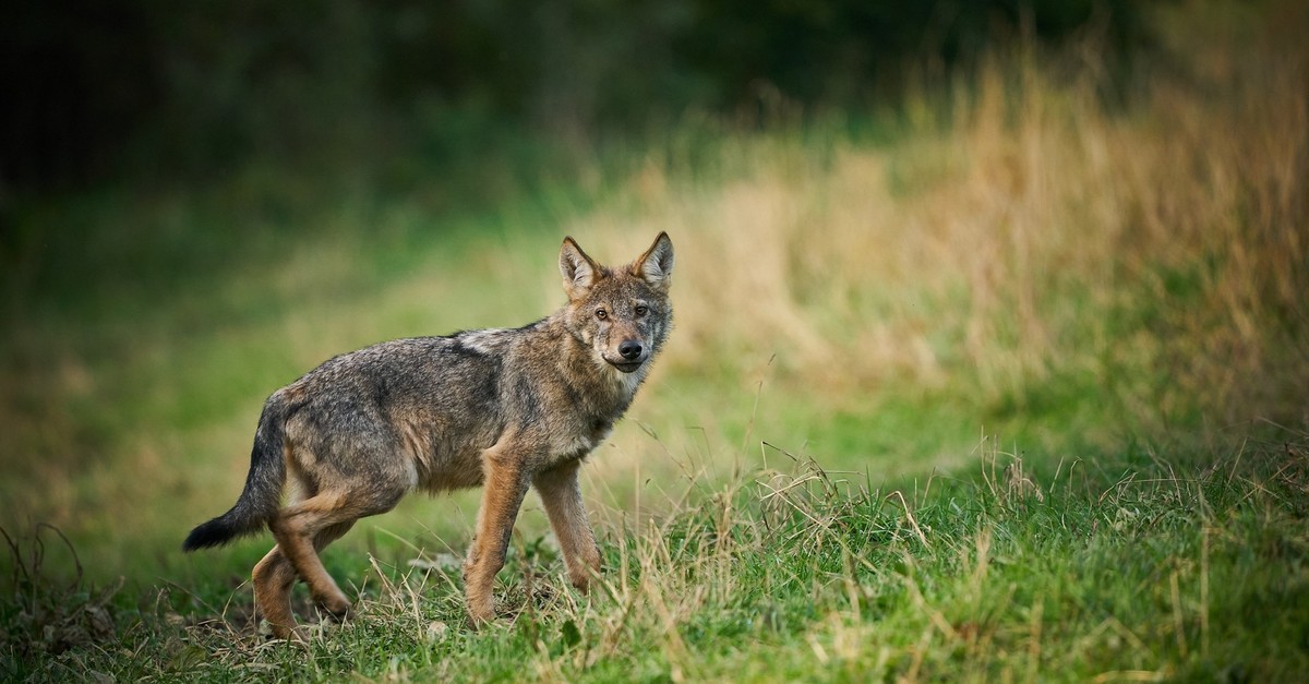 Glarner-Wildhut-schiesst-in-Elm-GL-einen-Jungwolf