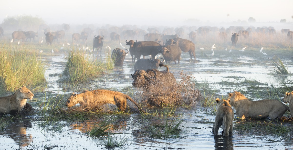 A herd of buffalo launched a bloody battle against a hungry lion attacking their young - and managed to save a tiny calf caught in its jaws. The calf's mother threw herself at the prowling lions  ...