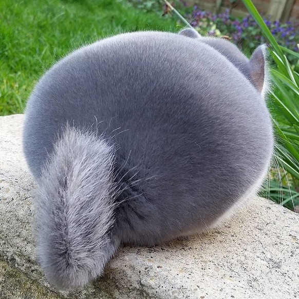 Chinchilla.

http://imgur.com/gallery/sHFgV