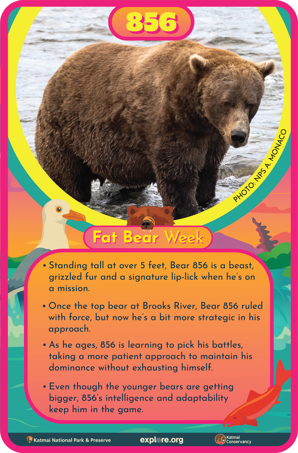 Bär 856 Fact Card