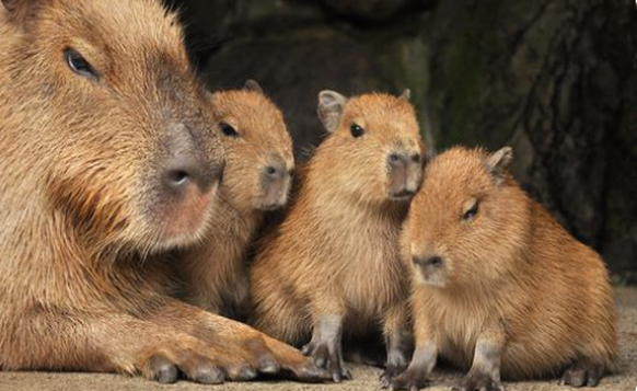 cute news animal tier capybara

https://www.reddit.com/r/capybara/comments/x1oo5t/its_going_to_be_fun_planning_for_the_next_event_p/