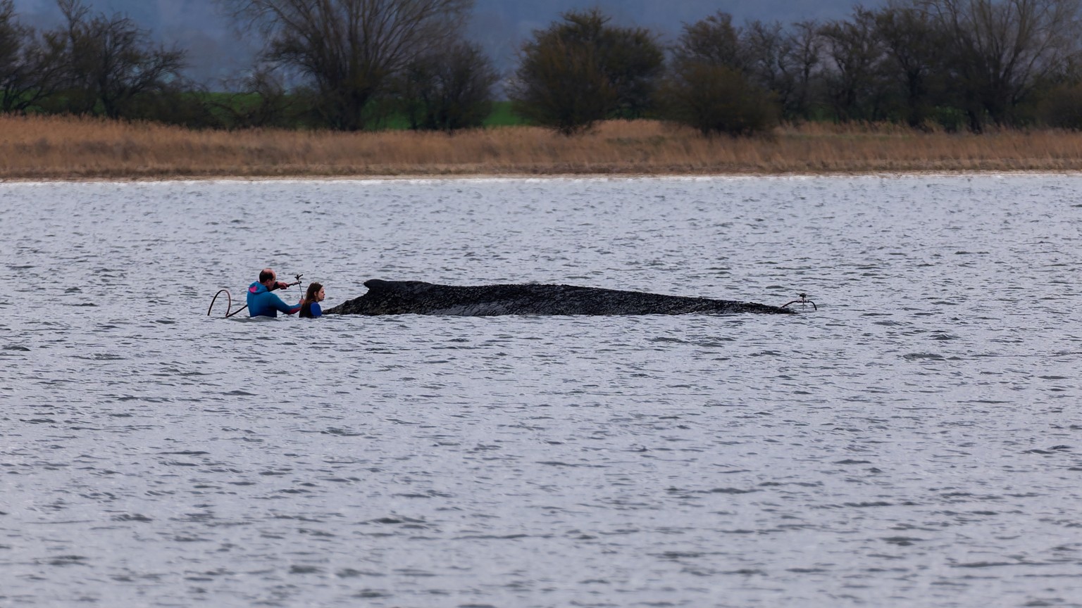 KEYPIX - 03.04.2026, Mecklenburg-Vorpommern, Weitendorf-Hof: Einsatzkräfte der Feuerwehr benetzen den Rücken des Wals, der aus dem Wasser ragt. Der vor Wismar gestrandete Buckelwal ist noch am Leben.  ...