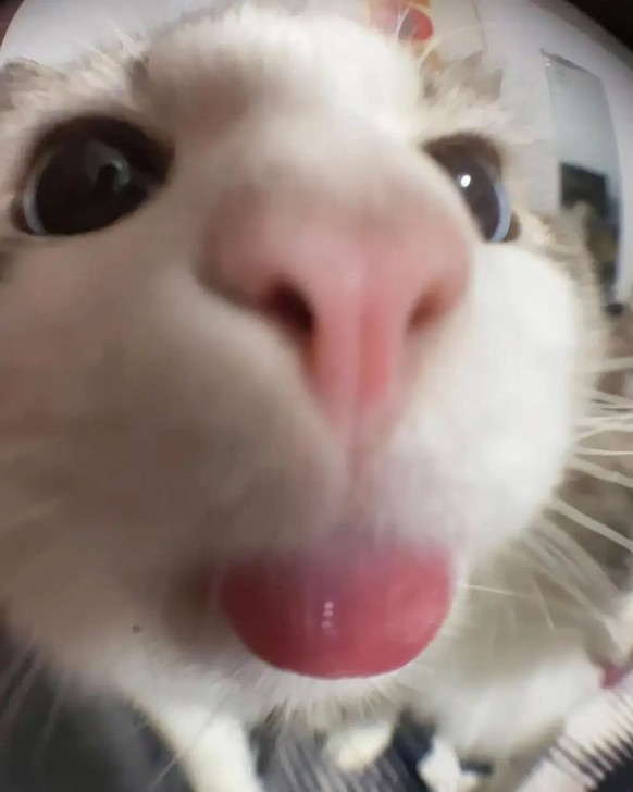 cute news tier katze

https://www.instagram.com/p/CwfZoWorcP3