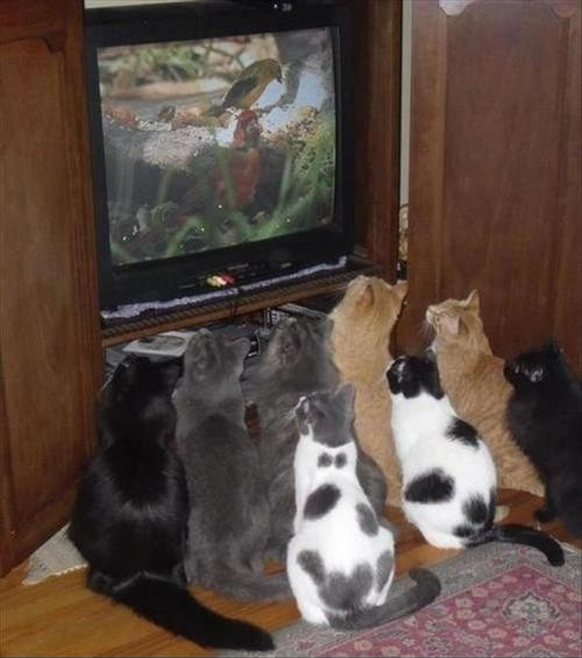 Katzen gucken Fernseher.

http://imgur.com/gallery/9GQJS4C