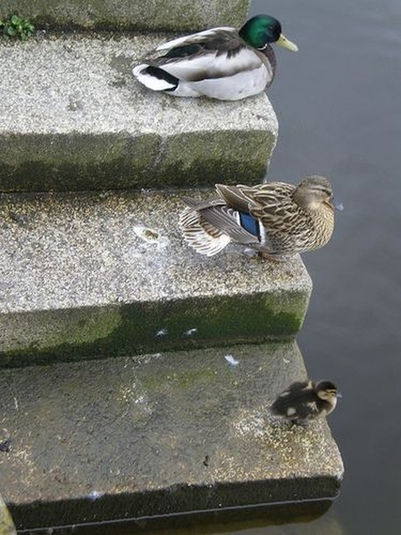 cute news tier enten

https://ch.pinterest.com/pin/4081455906214627/