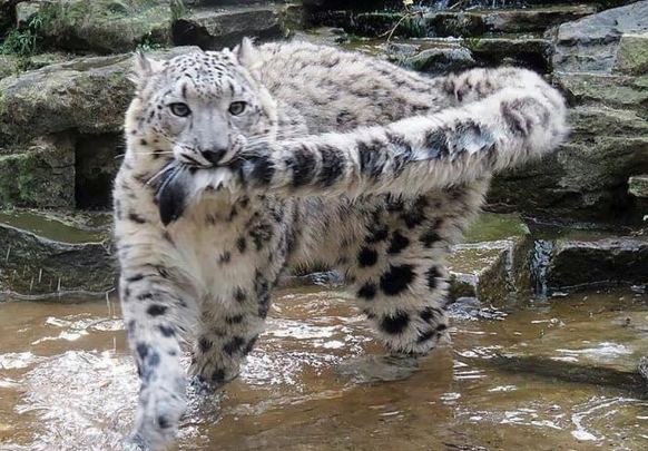 Schneeleopard beisst sich selbst in den Schwanz
Cute News
https://imgur.com/t/aww/dQBE5