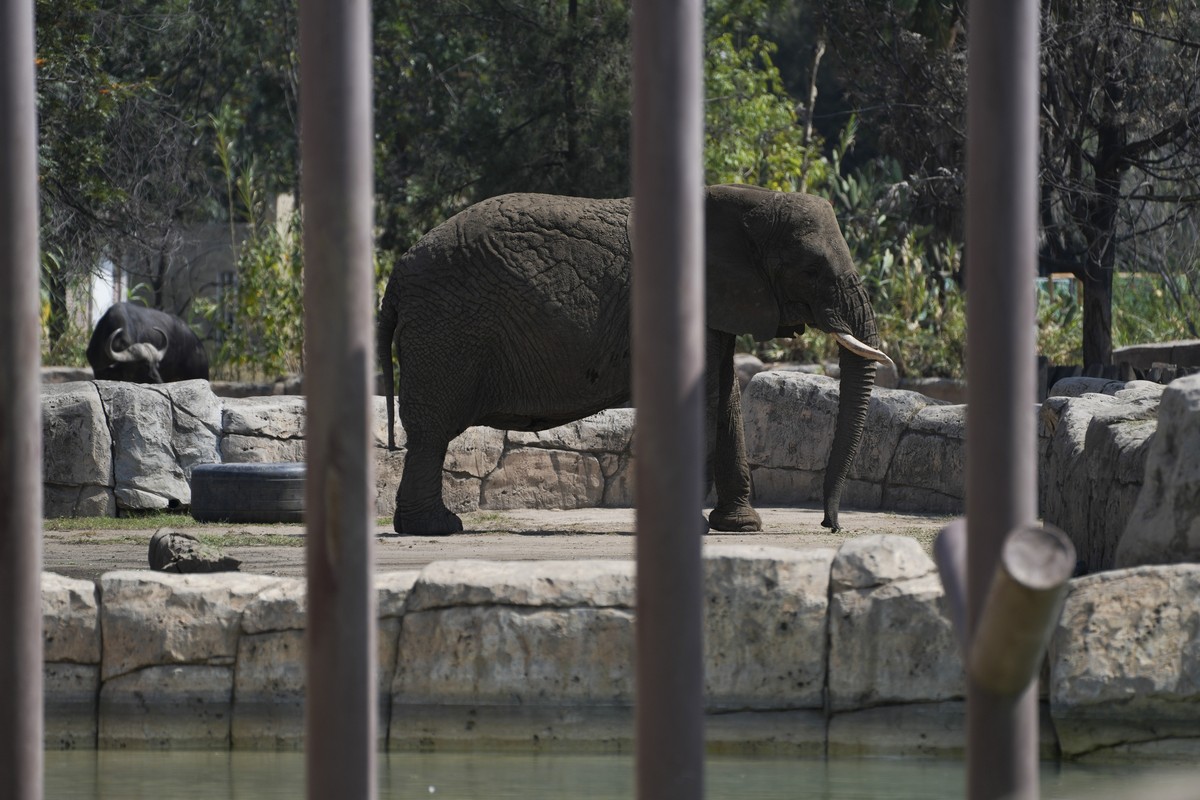 The elephant Ely stands in an enclosure at the San Juan de Aragon Zoo in Mexico City, Friday, Feb. 21, 2025. Mexico?s Supreme Court is expected to rule soon on an effort by advocates to improve condit ...