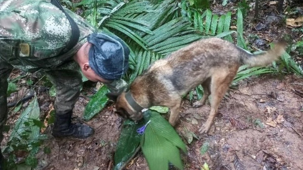 4 Kinder nach Flugzeugabsturz in Kolumbien lebend im Dschungel gefunden