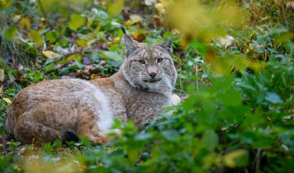 ARCHIV - 17.11.2020, Sachsen-Anhalt, Thale: Ein Luchs liegt im herbstliche verf