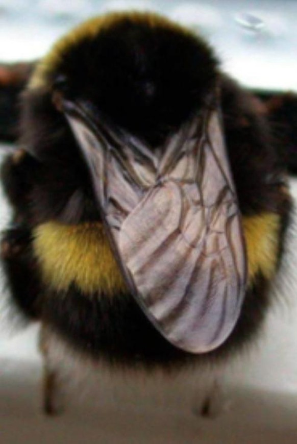 Ihr wollt lustige Tierbilder? Ihr kriegt sie!\n... heute Morgen früh im dunklen Schlafzimmer mit Blaufilter ziiiiemlich lange das Bild angeschaut, bis ich kapiert habe, was es ist - jedenfalls kein En ...