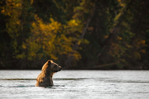 A grizzly bear on the Chilko River. Operators that offer guided wildlife viewing in this area include The Chilko Experience, Bear Camp, and Tsylos Park Lodge