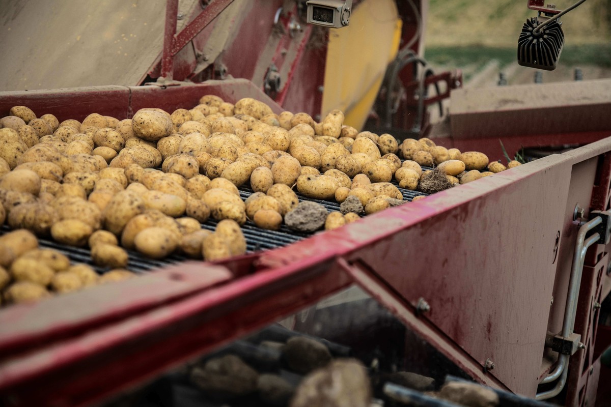 Im Kartoffel-Vollernter werden die Kartoffeln während der Fahrt über den Acker von Steinen und Erdklumpen getrennt, danach sortiert und gesammelt.