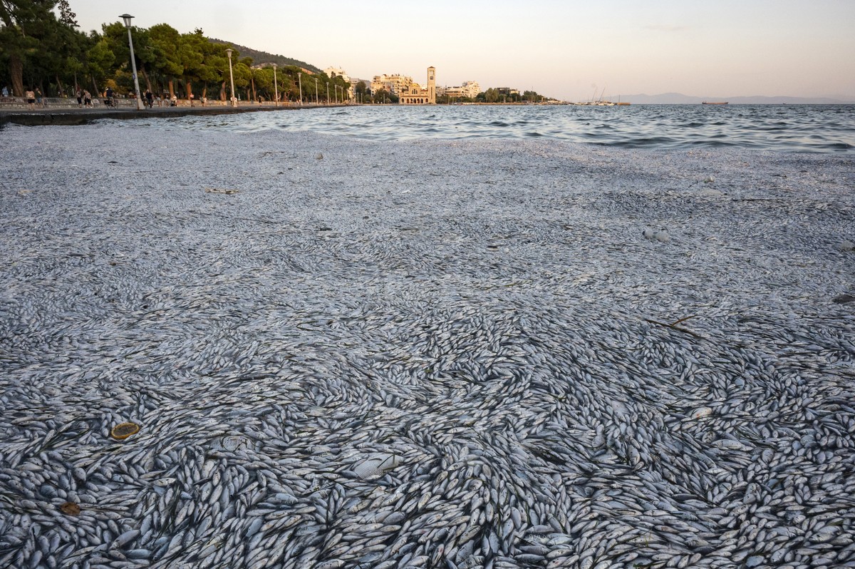 epaselect epa11566903 Dead fish are seen floating on the sea, at the harbour of Volos, Thessaly, Greece, 26 August 2024 (issued 27 August 2024). The phenomenon of dead fish washed up in the port of Vo ...