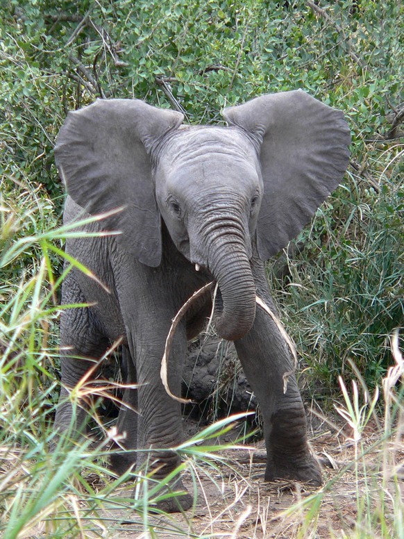 cute news animal tier elefant