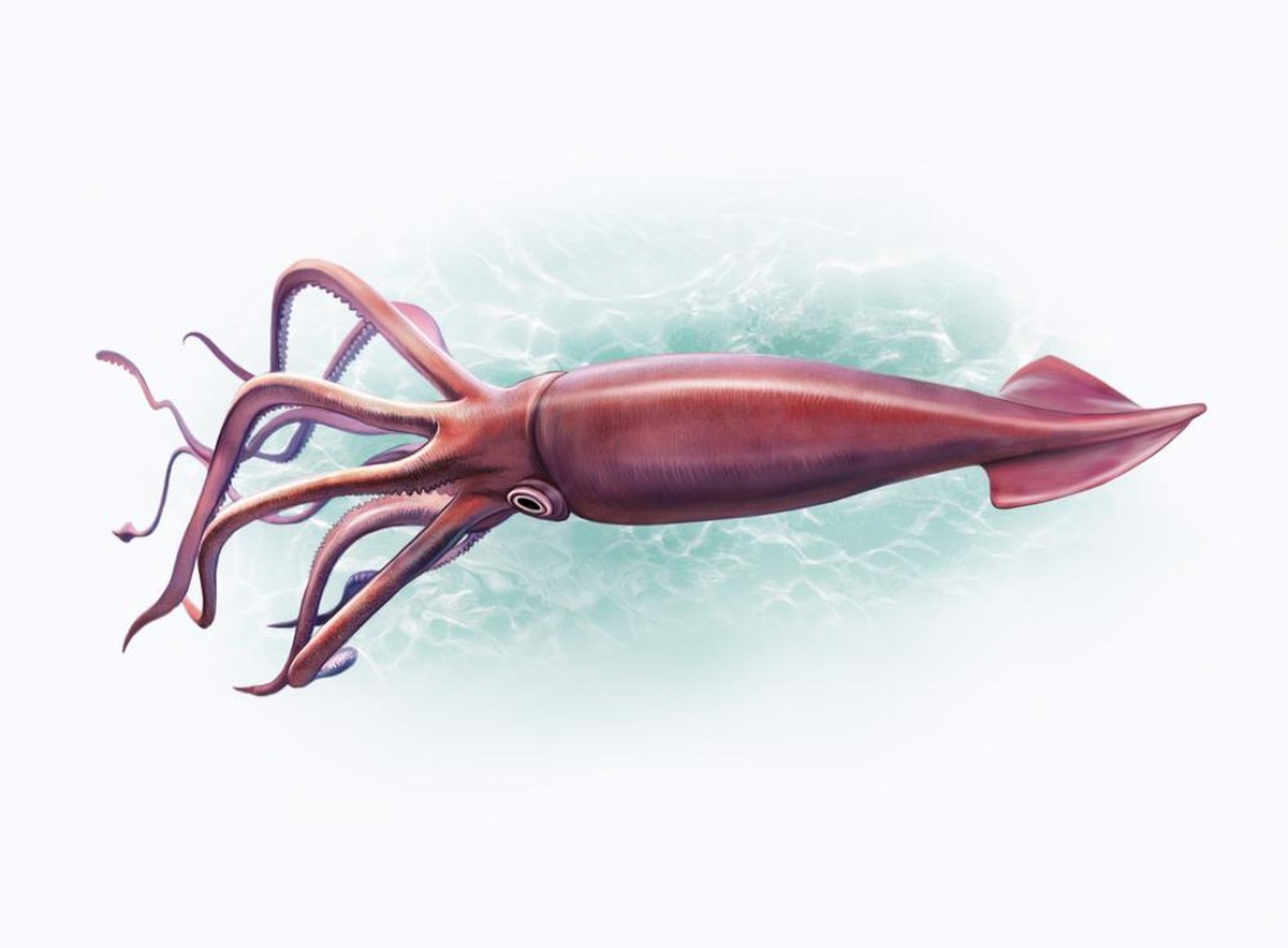 Mesonychoteuthis hamiltoni Koloss-Kalmar