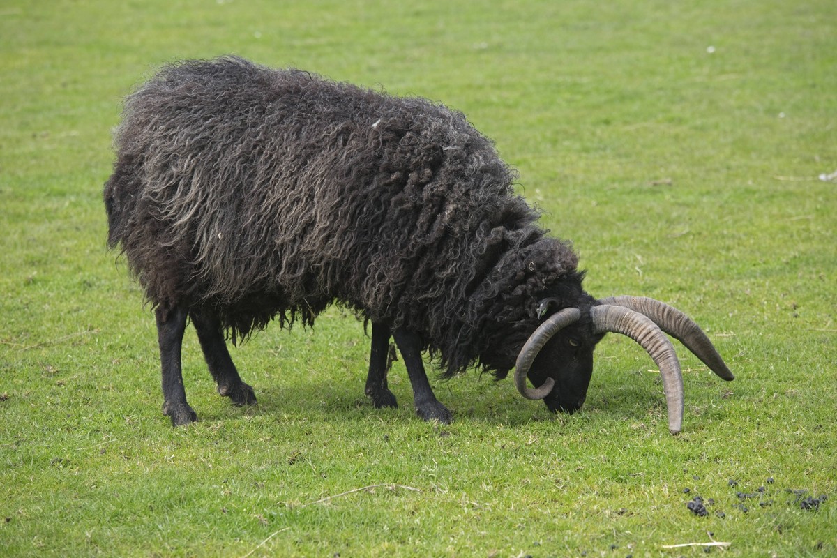 Single Hebridean sheep grazing Scotland UK Single black Hebridean sheep grazing Scotland UK, Credit:Mark Boulton / Avalon PUBLICATIONxNOTxINxUKxFRAxUSA Copyright: xMarkxBoultonx/xAvalonx 0554887552