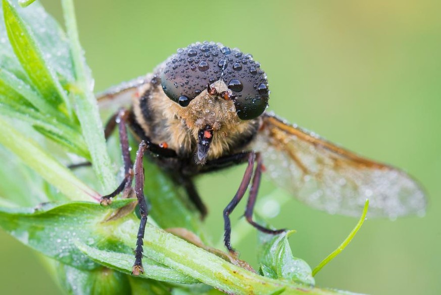 Bremsen, Tabanidae, Pferdebremse, Tabanus sudeticus