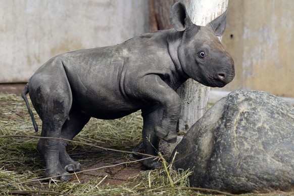 Das junge ostafrikanische Spitzmaulnashorn Olmoti im Zuercher Zoo am Mittwoch, 21. Januar 2015. Nach einem Unterbruch von 18 Jahren ist im Zuercher Zoo wieder ein Nashorn geboren worden. Die knapp 14- ...