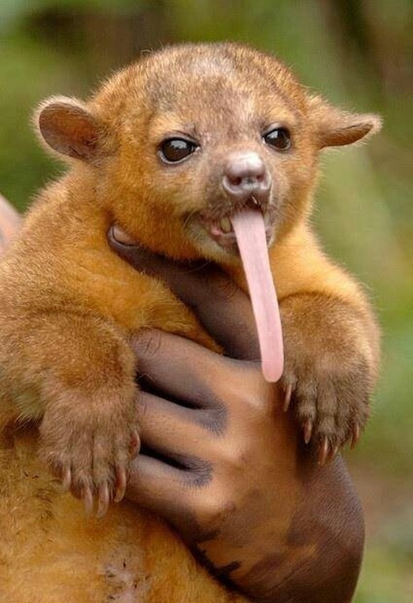 cute news tier 

https://ch.pinterest.com/pin/1121888957185624218/