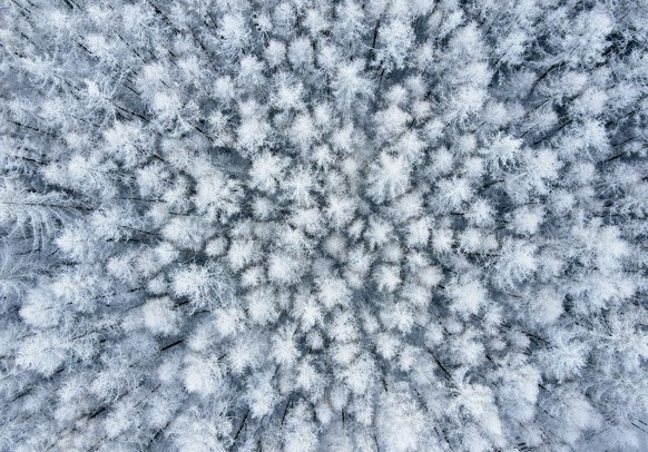 12.12.2021, Brandenburg, Sieversdorf: Mit Schnee bedeckt sind L