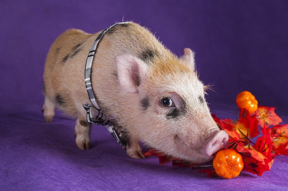 Minipig schnüffelt an einer Tomate.