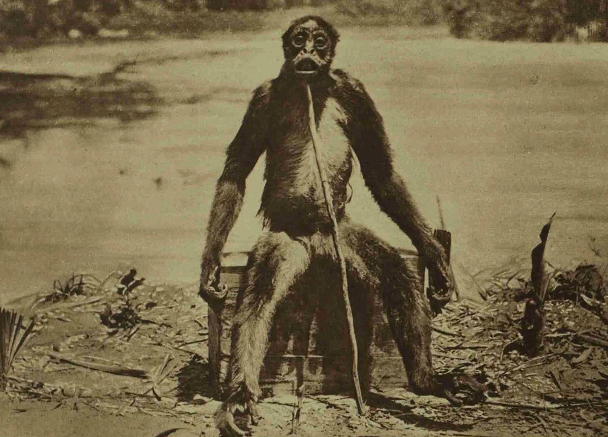 Bild aus einem Artikel in der Illustrated London News vom 15. Juni 1929 über den sogenannten De-Loys-Affen.
https://archive.org/details/sim_illustrated-london-news_1929-06-15_174_4704/page/1040/mode/1 ...