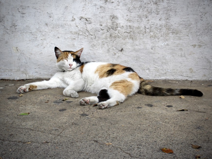 Eine von vielen freundlichen Katzen in Jamestown