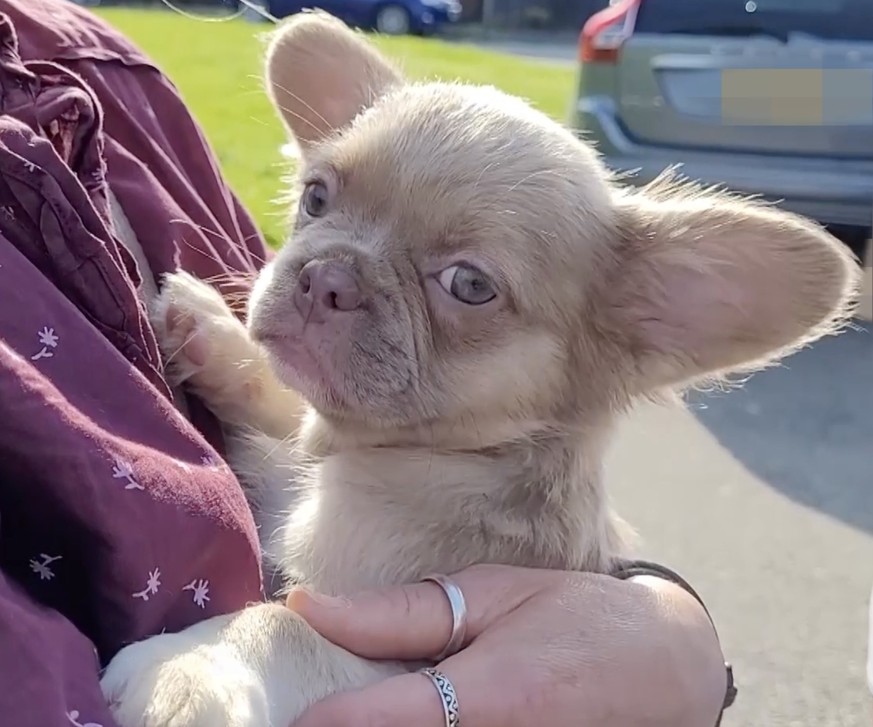 UK, 2024 
Investigation into the puppy trade on social media in the UK. To be used only for the