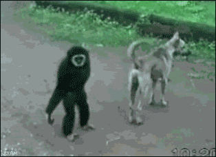 Animiertes GIF