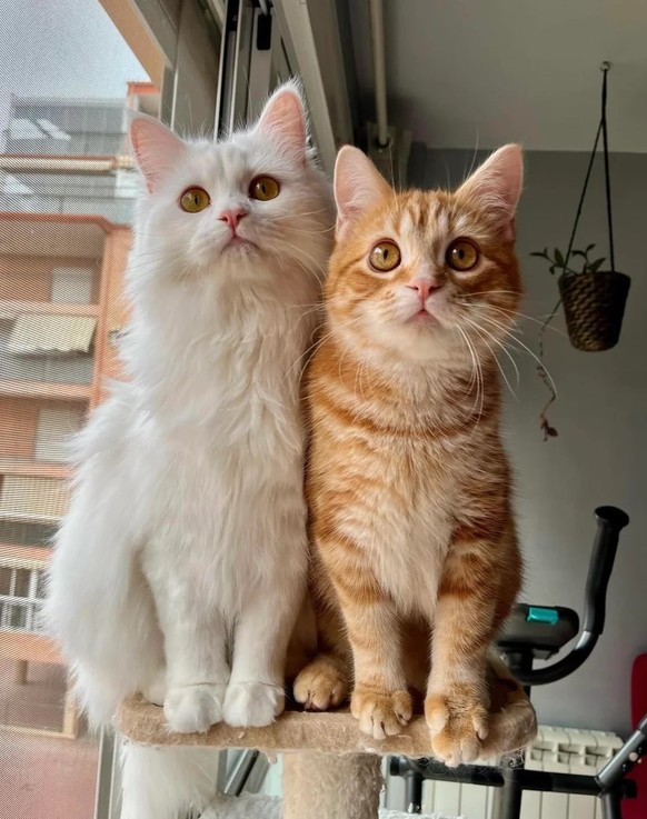 cute news tier katzen

https://www.reddit.com/r/aww/comments/1k0a0y7/i_arrive_from_shopping_and_bruno_and_mady_are/