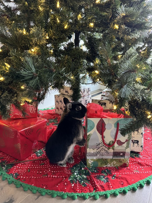 cute news tier hase unter dem weihnachtsbaum

https://www.reddit.com/r/Rabbits/comments/18lfnof/pluto_wants_to_know_which_gift_is_for_him/