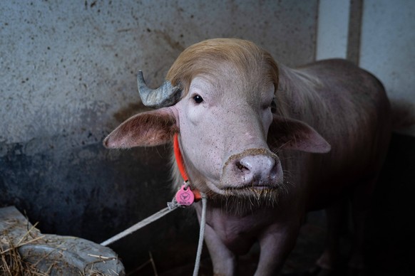 May 18, 2026, Dhaka, Bangladesh: A buffalo with hairstyle resembling the U.S. President Donald Trump at a cattle market ahead of Eid al-Adha. The animal drew attention from visitors and traders for it ...