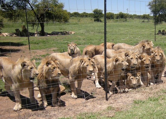 Blood Lions
