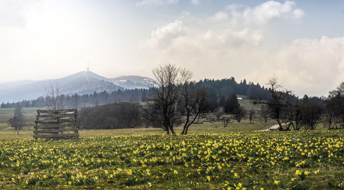 Rauszeit Narzissenwanderung Berner Jura Prés d'Orvin