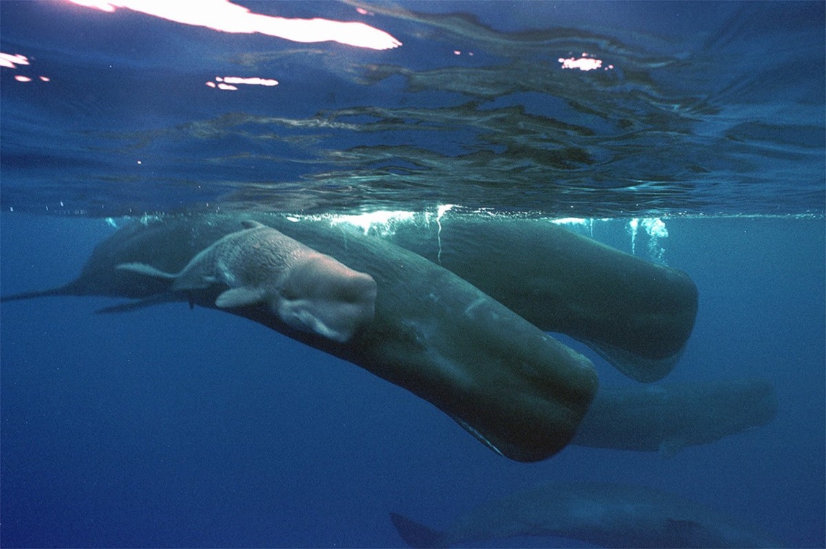 A sperm whale calf only hours old, swims next to its mother and a pod of sperm whales Friday afternoon, June 15, 2001 about four miles off the coast of the Agat Marina in Guam. (KEYSTONE/AP Photo/Guam ...