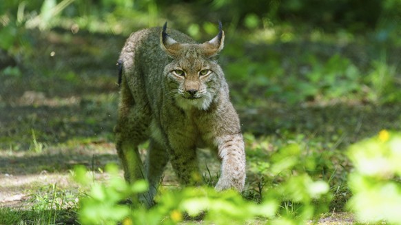 Ein Luchs im Schatten eines Waldes, aufmerksam und gebückt. Die Umgebung ist grün und voller Pflanzen, Luchs, Lynx lynx, Europäischer Luchs, Deutschland, Europa A lynx in the shade of a forest, alert  ...