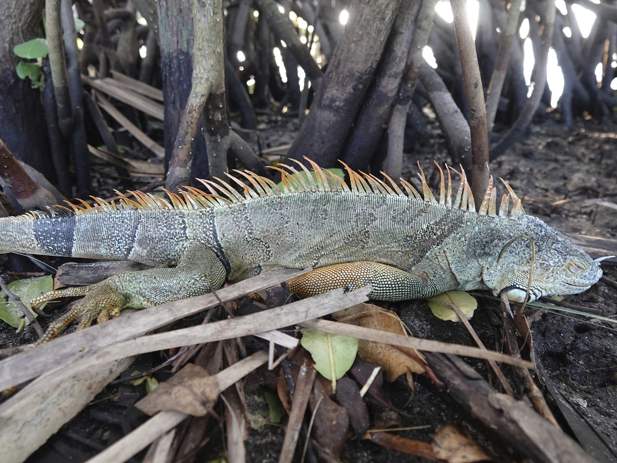A stunned Iguana rests in the mangroves at Cherry Creek in Oakland Park, Fla., Thursday, Feb 4, 2021. The cold-blooded reptiles are immobilized as temperatures in Florida dipped into the 40's. (J ...