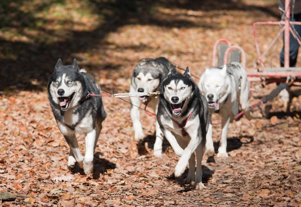 Des huskies traînent un attelage sur roues.