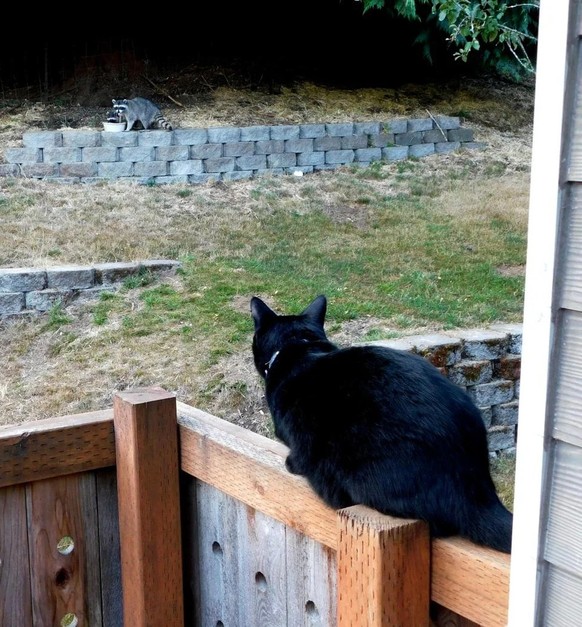 cute news tier katze raccoon

https://www.reddit.com/r/Raccoons/comments/15rvbq4/early_morning_visitors/