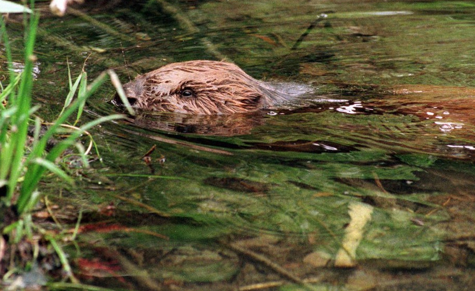 Am Freitag 29. Mai 1998 wurde in Eglisau ein genesener Biber wieder der Freiheit uebergeben. Vor einigen Wochen musste die Fischerei-und Jagdverwaltung an den Rhein ausruecken, um einen apathischen, s ...