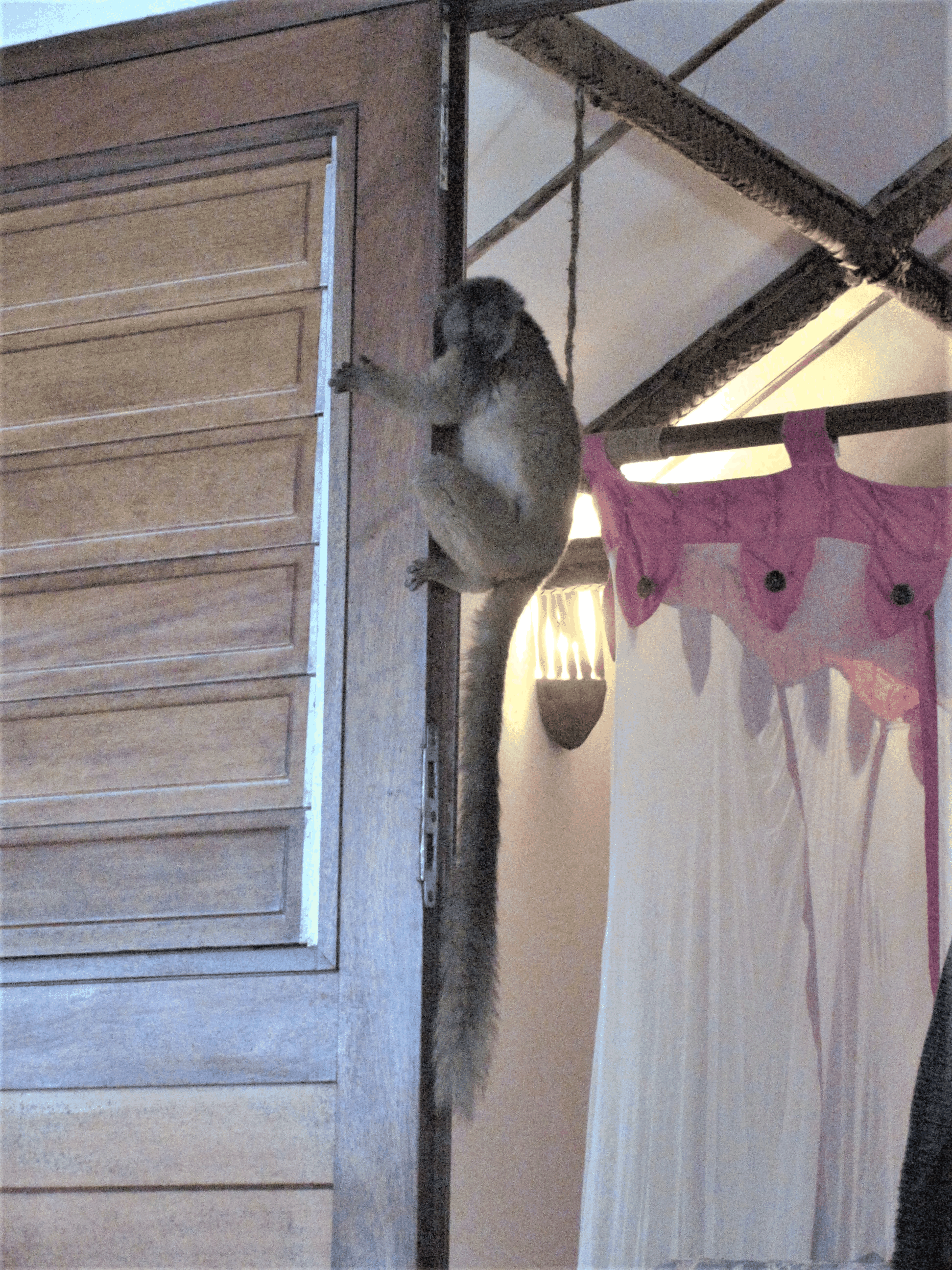 Anders als Affen dringen Maki nicht ins Zimmer ein und klettern höchstens am Türrahmen hoch.