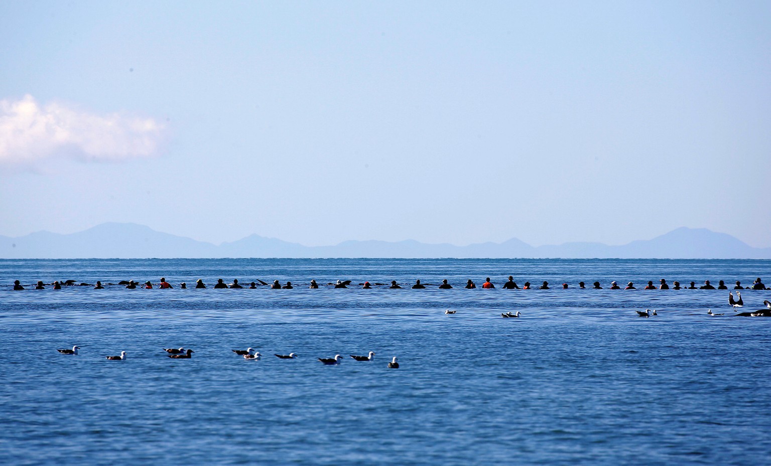 A row of volunteers try to guide some of the stranded pilot whales still alive back out to sea after one of the country&#039;s largest recorded mass whale strandings, in Golden Bay, at the top of New  ...