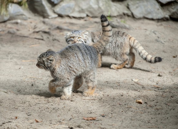 Manul, Palla's Cat