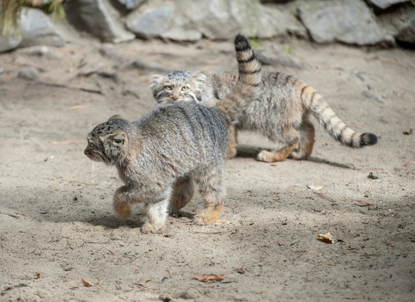 Manul, Palla&#039;s Cat