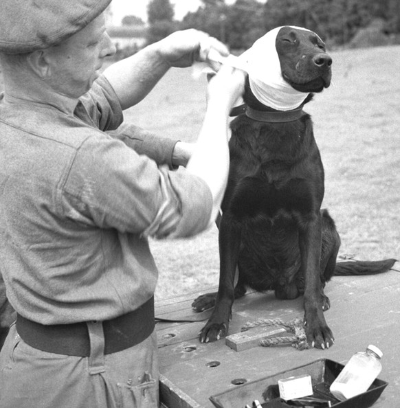 Einen verletzten Kameraden verarzten, Normandie 1944.