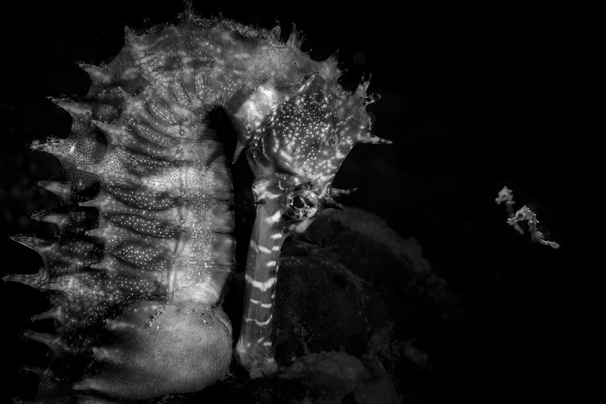 An adult seahorse pictured with newly born juveniles in the shallow seaweed-filled waters of Moorea, French Polynesia. Although they are unlikely to be related, their arrangement creates the impressio ...